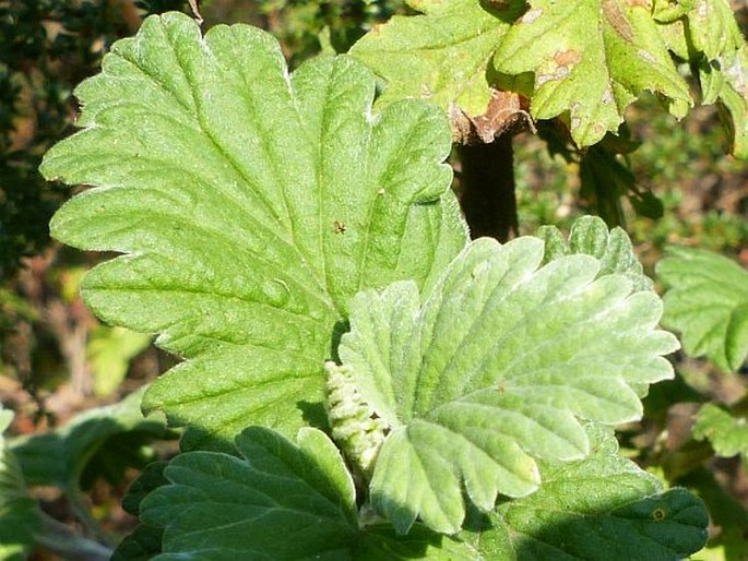 Schistostephium rotundifolium