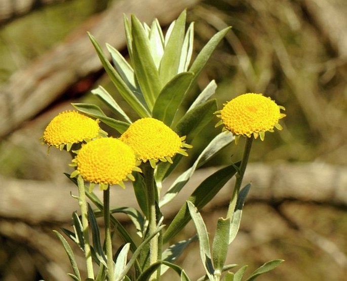 SCHISTOSTEPHIUM UMBELLATUM (L. f.) K. Bremer et Humphries