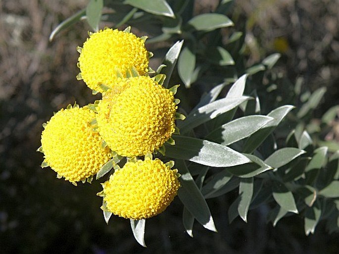 Schistostephium umbellatum