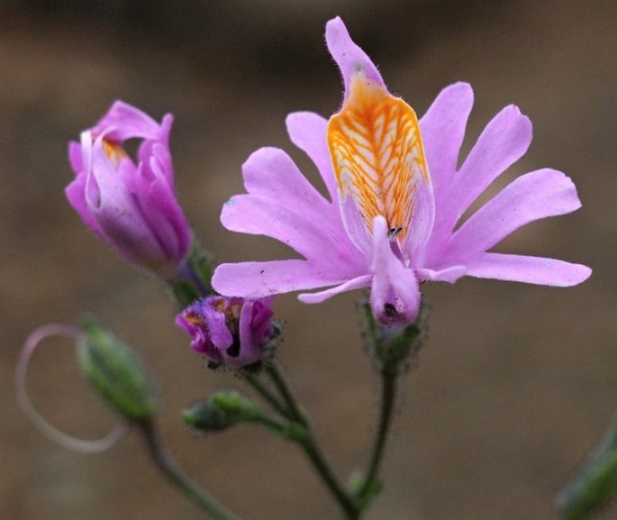 SCHIZANTHUS HOOKERI Gill. ex Graham - klanokvět