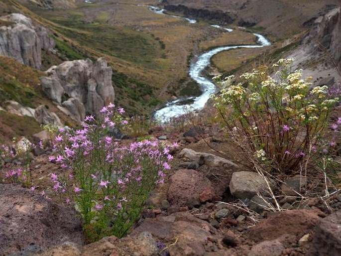 Schizanthus hookeri