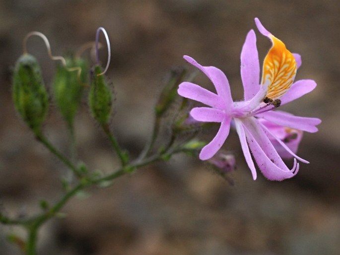 Schizanthus hookeri