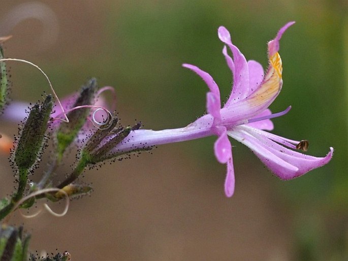 Schizanthus hookeri