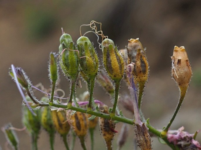 Schizanthus hookeri