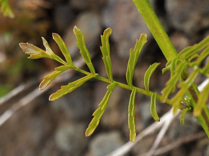 Schizanthus hookeri