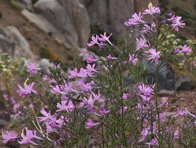 Schizanthus hookeri