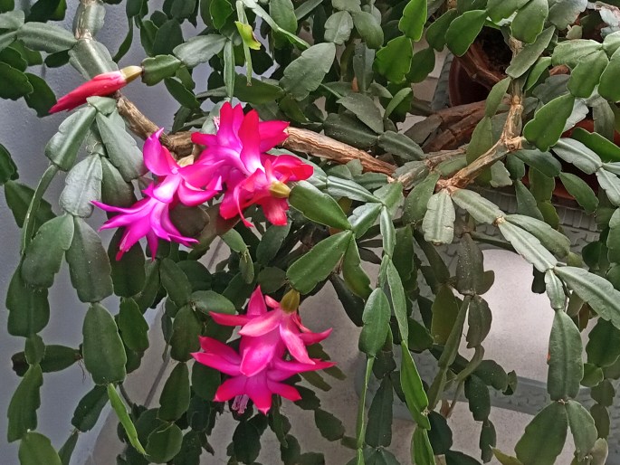 Schlumbergera Buckleyi Group