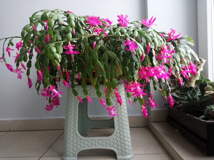 Schlumbergera Buckleyi Group