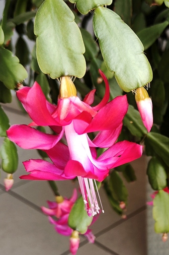 Schlumbergera Buckleyi Group