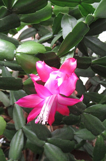 Schlumbergera Buckleyi Group