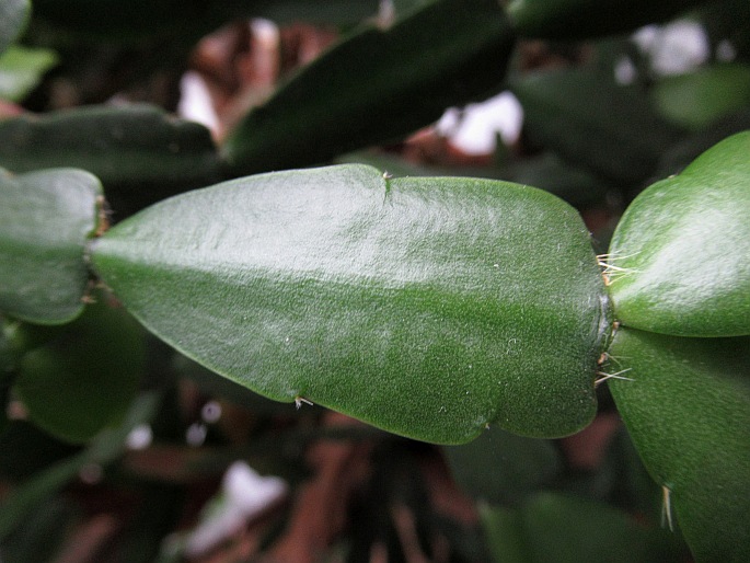 Schlumbergera Buckleyi Group