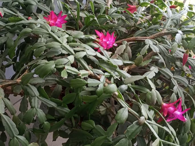 Schlumbergera Buckleyi Group