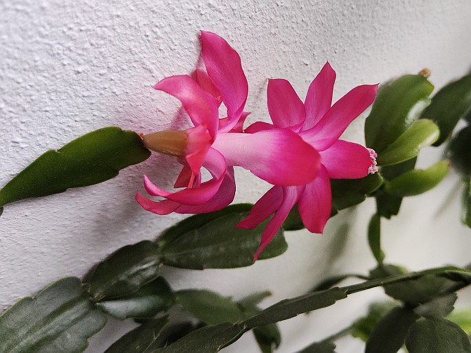 Schlumbergera Buckleyi Group