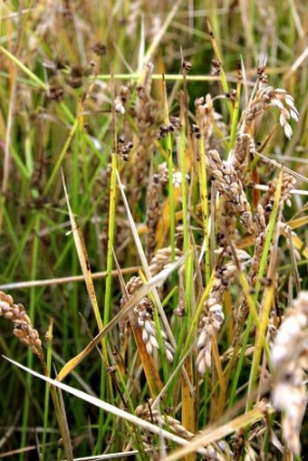 Schoenoplectus mucronatus