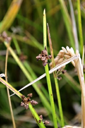 Schoenoplectus mucronatus