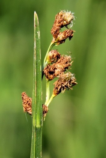 Schoenoplectus triqueter