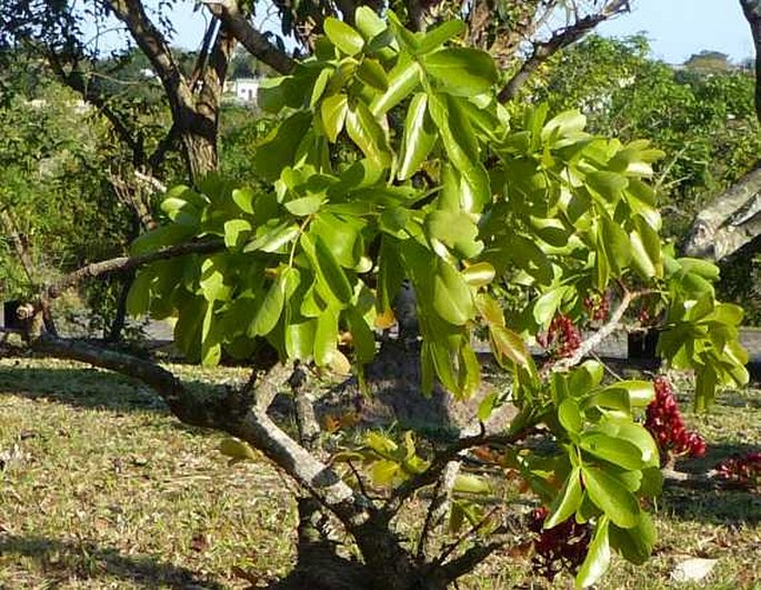 Schotia brachypetala