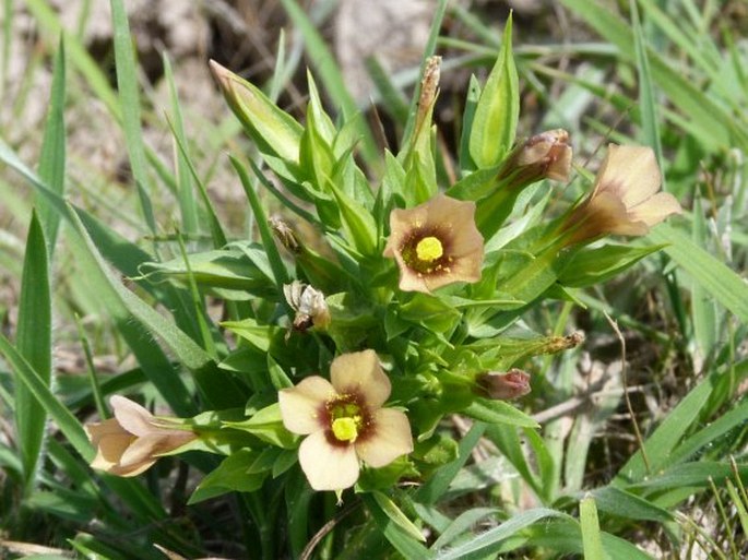 SCHULTESIA GUIANENSIS (Aubl.) Malme