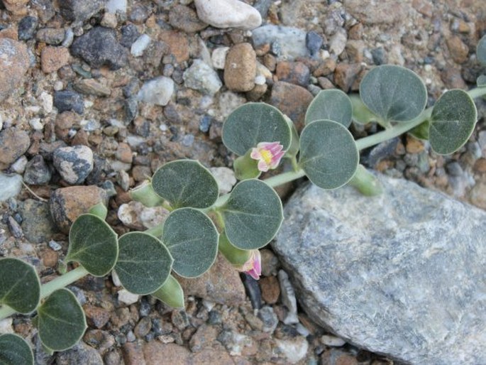 SCHWEINFURTHIA IMBRICATA A. G. Mill. et al.