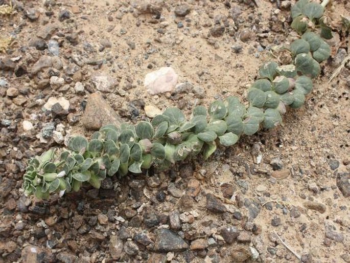 Schweinfurthia imbricata