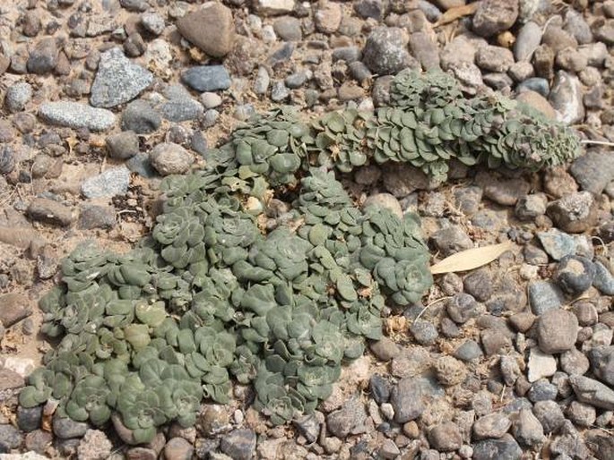 Schweinfurthia imbricata