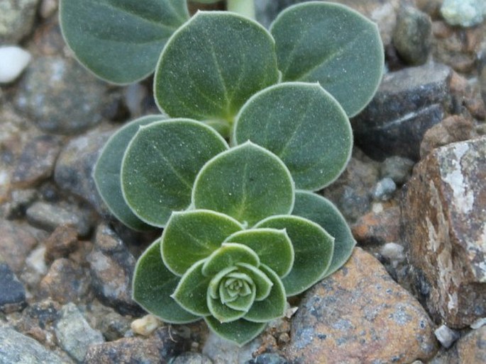 Schweinfurthia imbricata