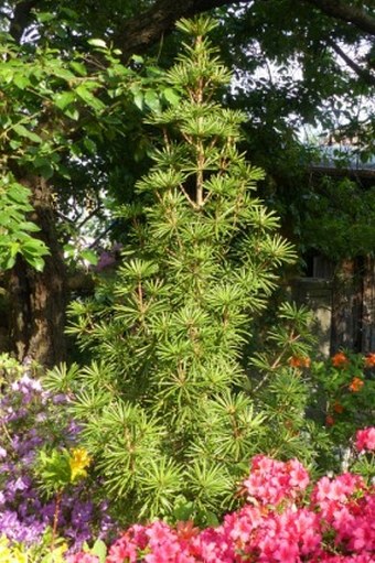 Sciadopitys verticillata