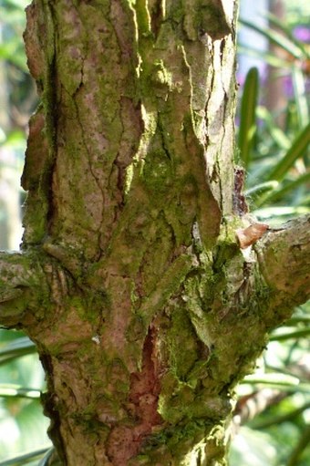 Sciadopitys verticillata