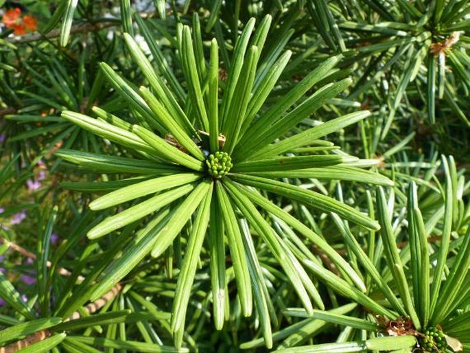 SCIADOPITYS VERTICILLATA (Thunb.) Siebold et Zucc. – pajehličník přeslenatý