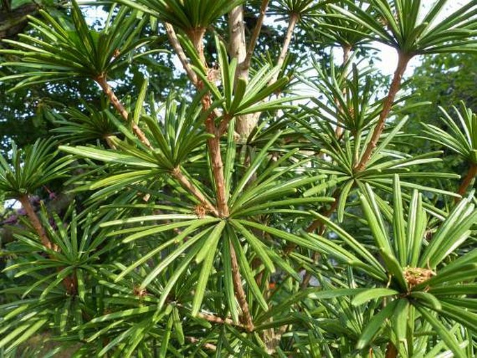 Sciadopitys verticillata