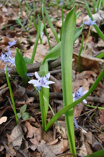 Scilla bifolia var. bohemica