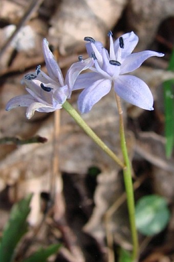 Scilla bifolia var. bohemica