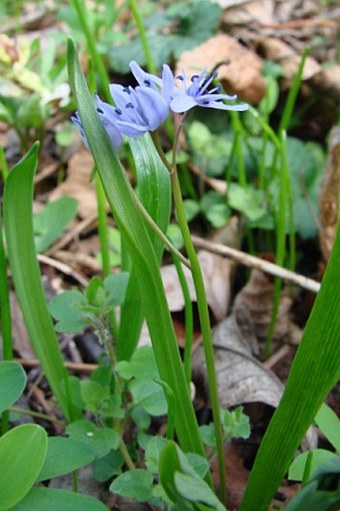 Scilla bifolia var. bohemica