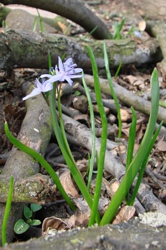 Scilla bifolia var. bohemica