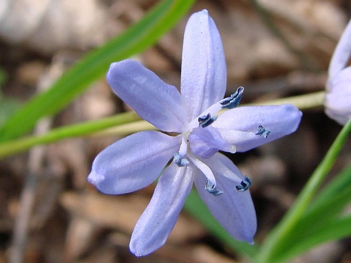 SCILLA BIFOLIA var. BOHEMICA Trávn. – ladoňka dvoulistá česká / scila