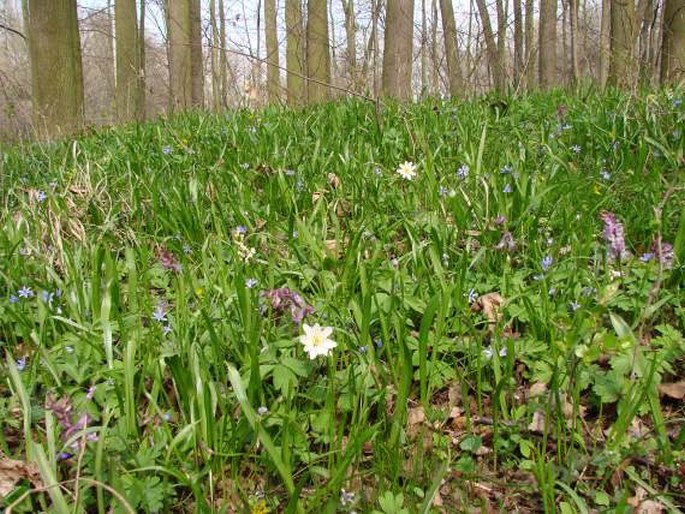 Scilla bifolia var. bohemica