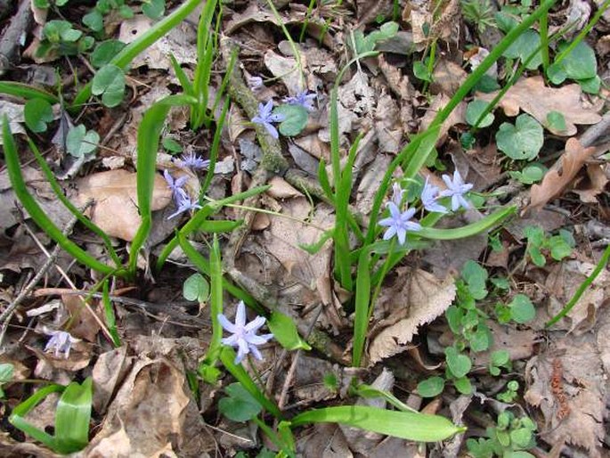 Scilla bifolia var. bohemica