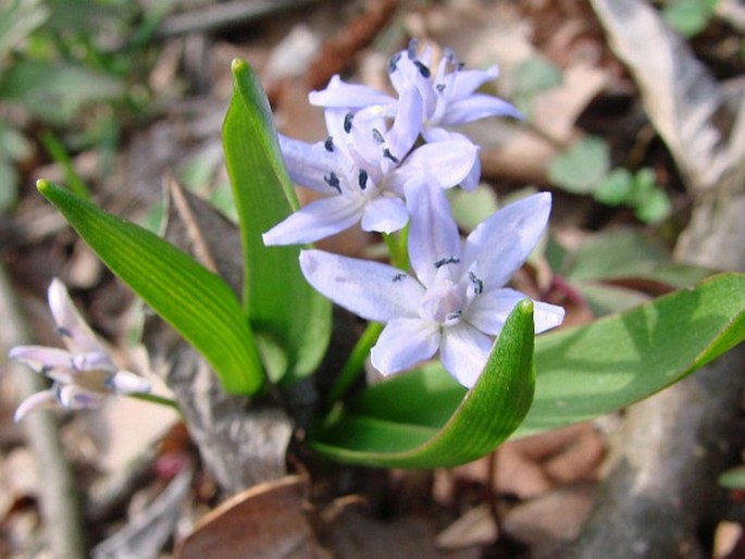 Scilla bifolia var. bohemica