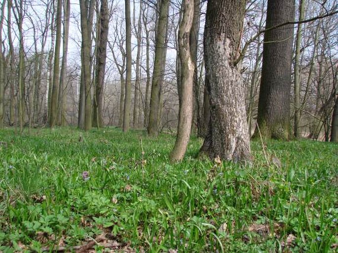 Scilla bifolia var. bohemica