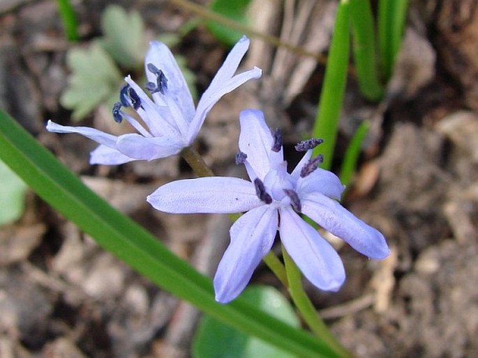 Scilla bifolia var. bohemica