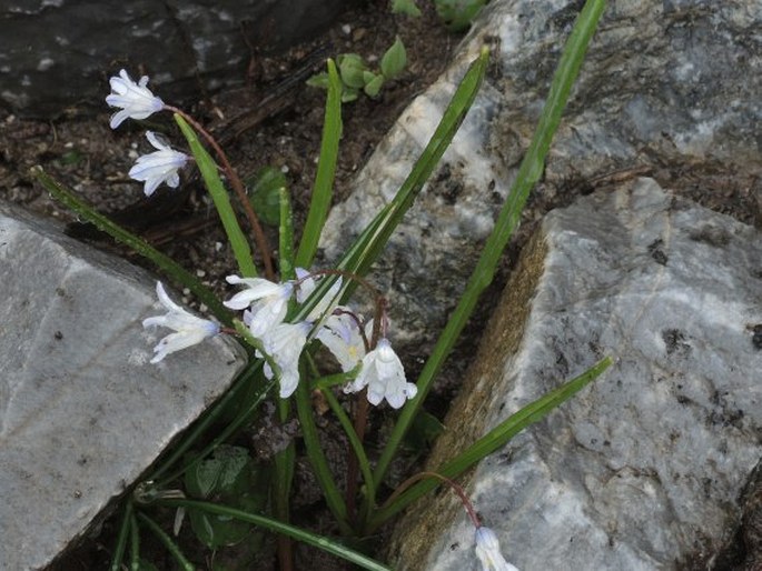 Scilla nana subsp. albescens