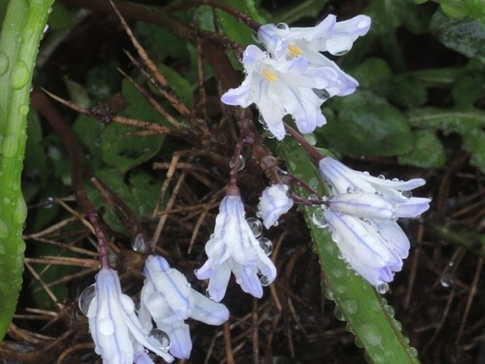 Scilla nana subsp. albescens