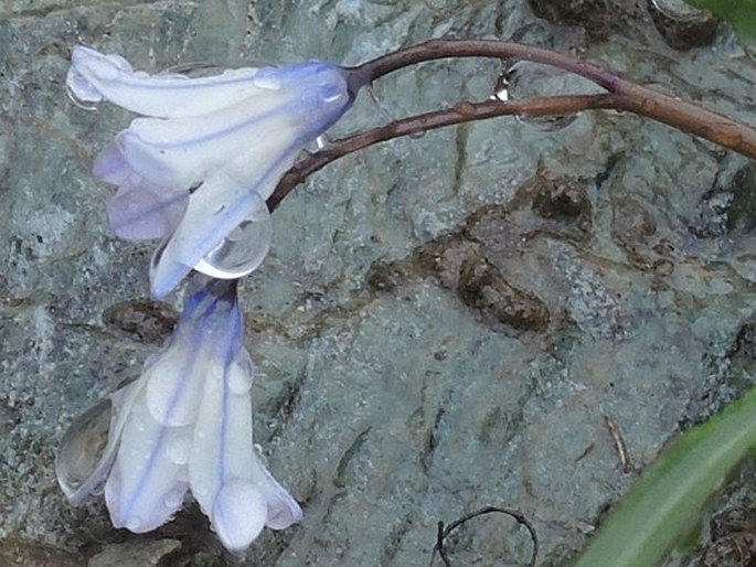 Scilla nana subsp. albescens