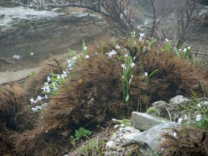 Scilla nana subsp. albescens