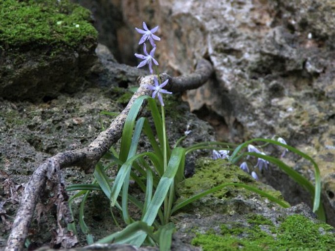 OTHOCALLIS MORRISII (Meikle) Speta – ladoňka / scila