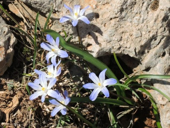 SCILLA NANA (Schult. et Schult. f.) Speta – ladoňka / modravka