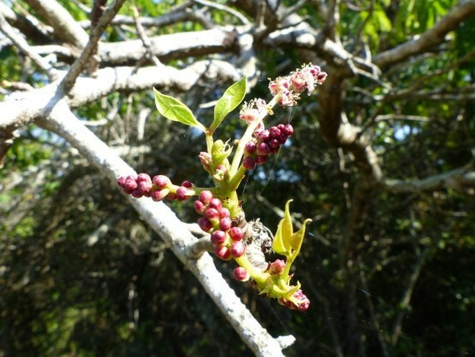 SCLEROCARYA BIRREA (A. Rich.) Hochst. - marula