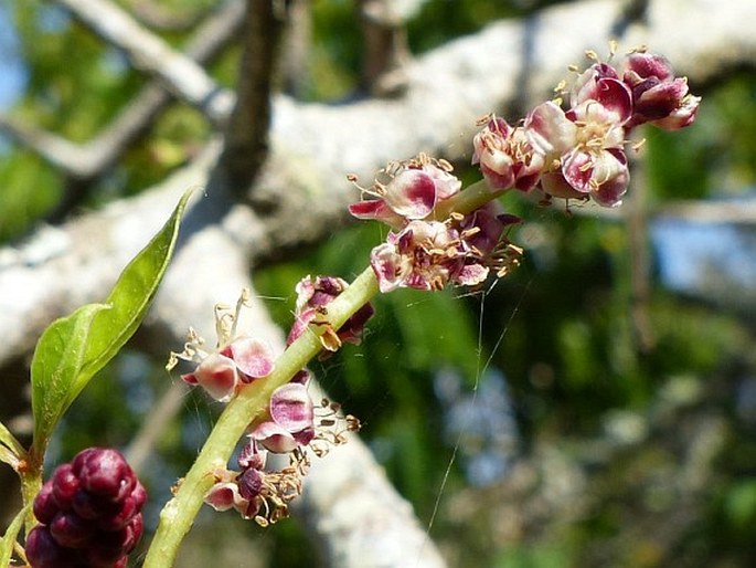 Sclerocarya birrea