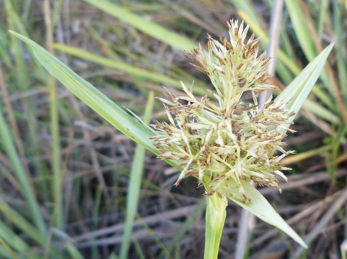 Scleria cyperina