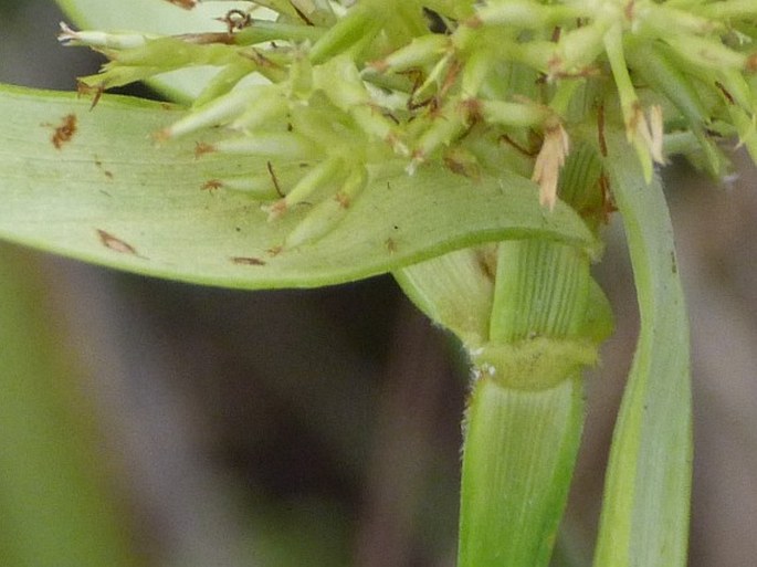 Scleria cyperina